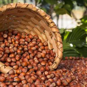 Exporting Hazelnut to UAE