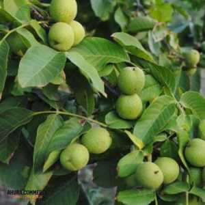 Exporting Walnut to Turkey