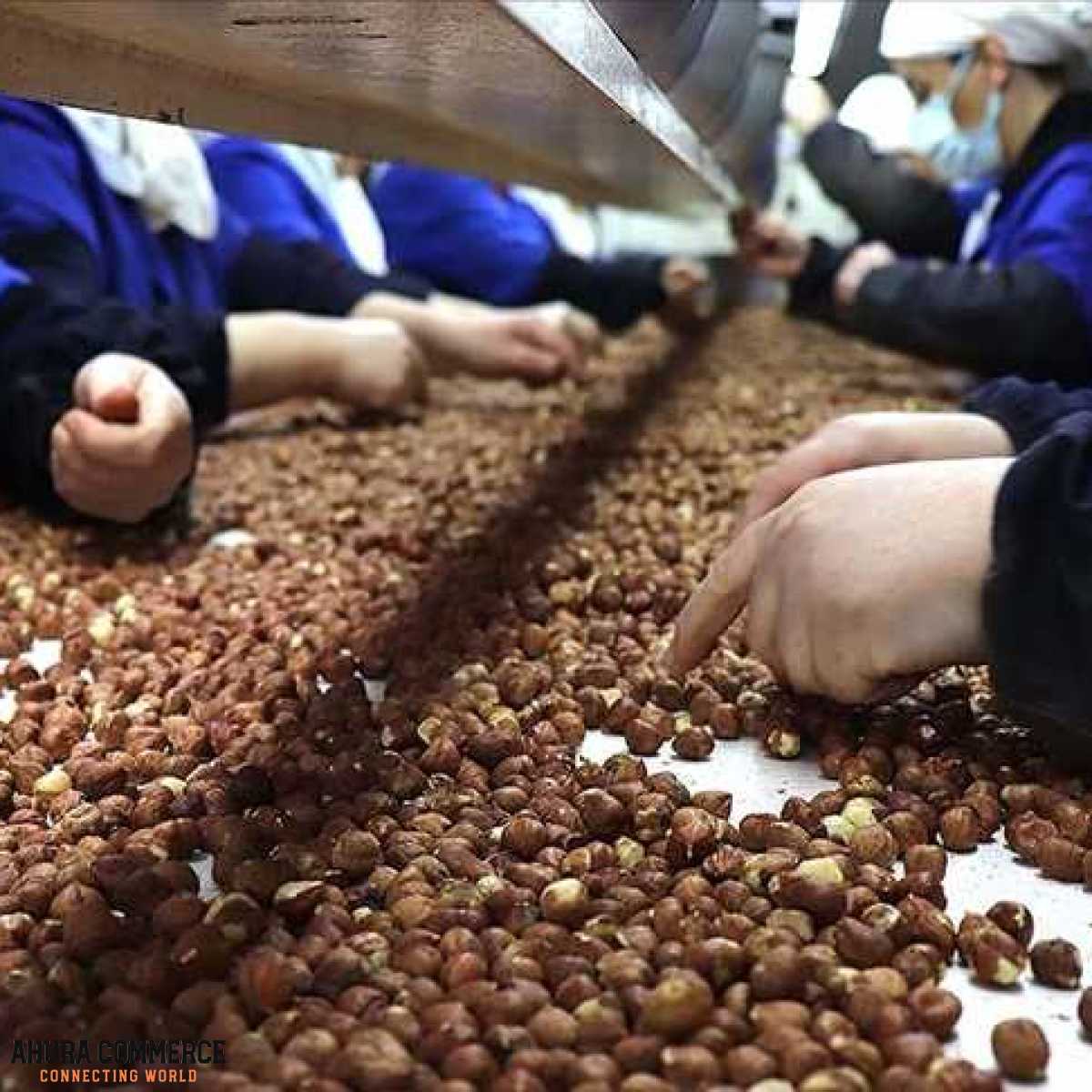 738_iranian_hazelnut_for_export