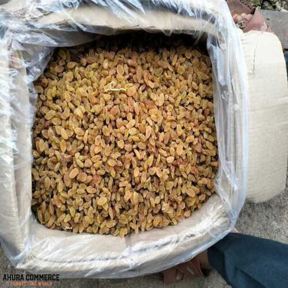 811_exporting_raisins_to_india