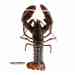 Canadian Cold Water Lobsters for Export