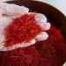 Super Negin Saffron for Export to Omani market