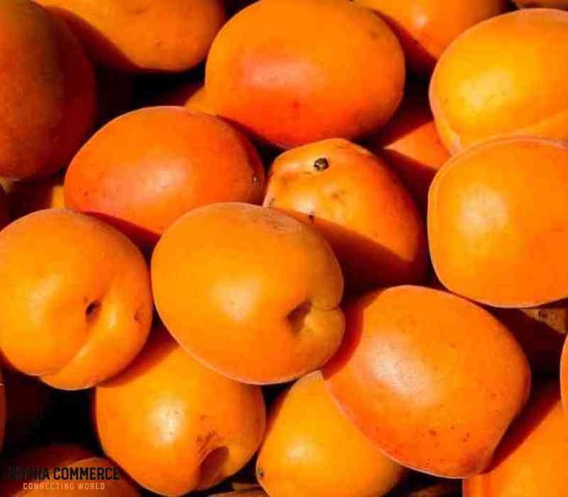1069_supplier_and_seller_of_iranian_apricots