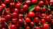 Buy cherries from Iranian Suppliers