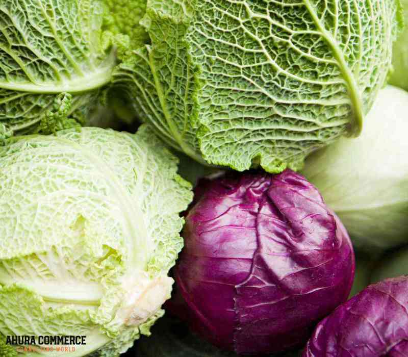 1073_purchase_green_and_fresh_cabbage_from_iran