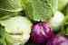 Purchase Green and Fresh Cabbage from Iran 