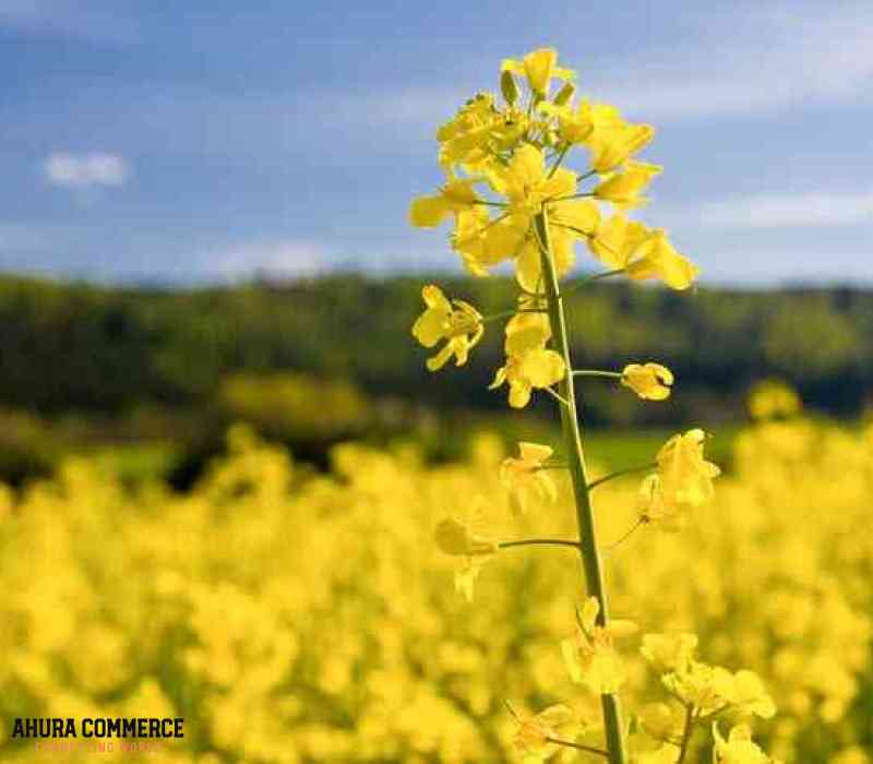 1090_crude_degummed_canola_oil_for_import_directly_from_canadian_supplier