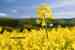 Crude Degummed Canola Oil for Import directly from Canadian Supplier