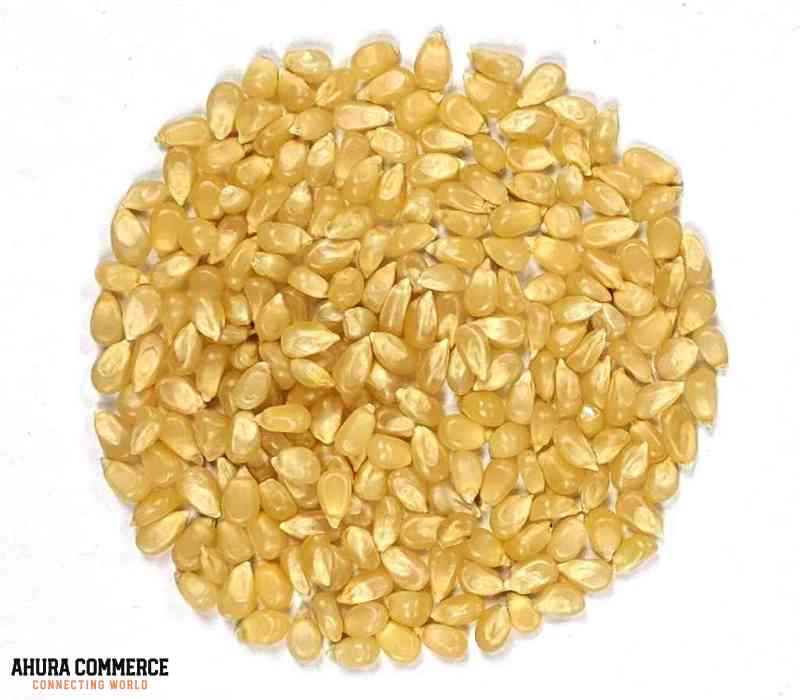 1092_export_corn_from_canada