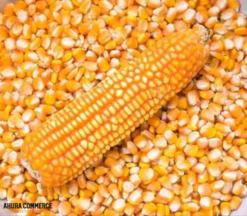 1093_supplier_of_best_sweet_corn_in_canada