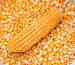 Supplier of best Sweet corn In Canada