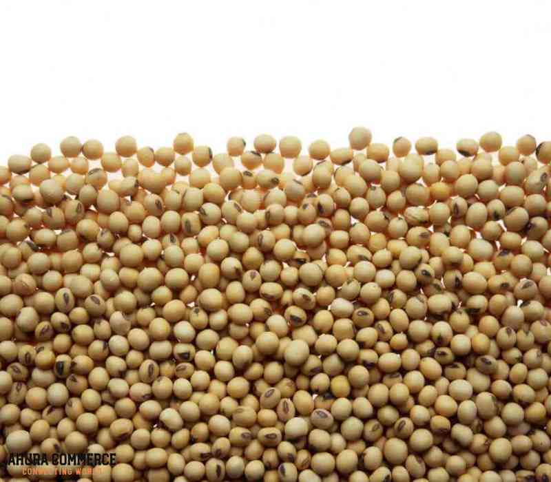 1097_dry_soybean_canada_for_sale