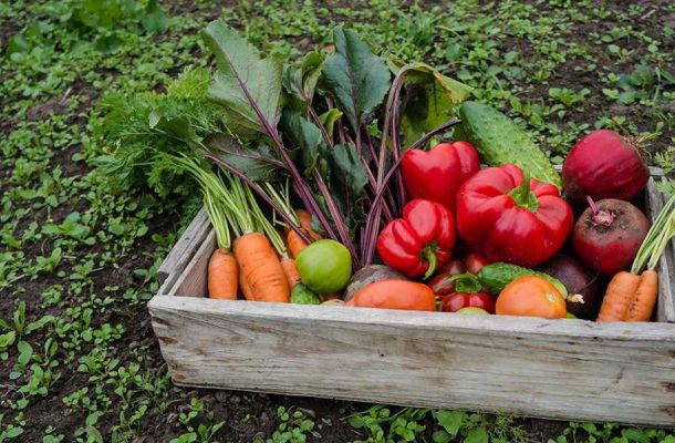 What supplier needs to know before exporting agricultural products in 2025?