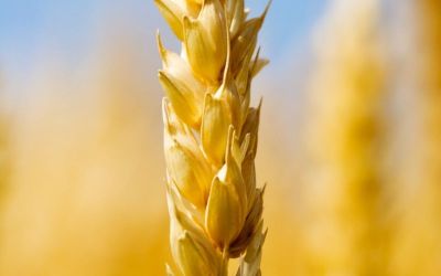 Exporting wheat from Canada